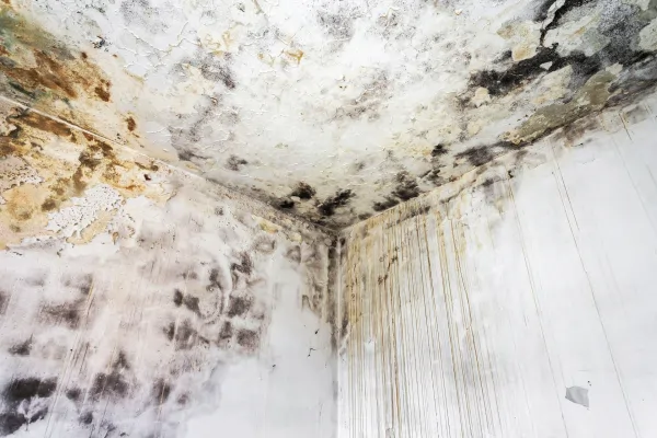 Black spots or fungus growth usually appear where moisture stays trapped.