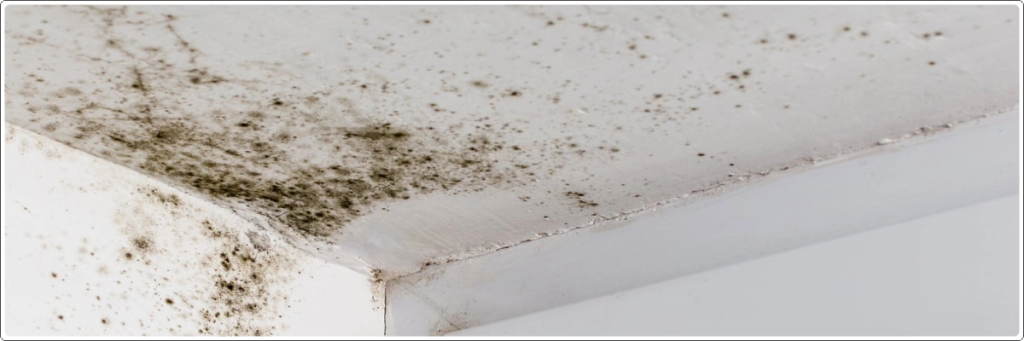 Mold growth on ceiling caused by terrace moisture leakage